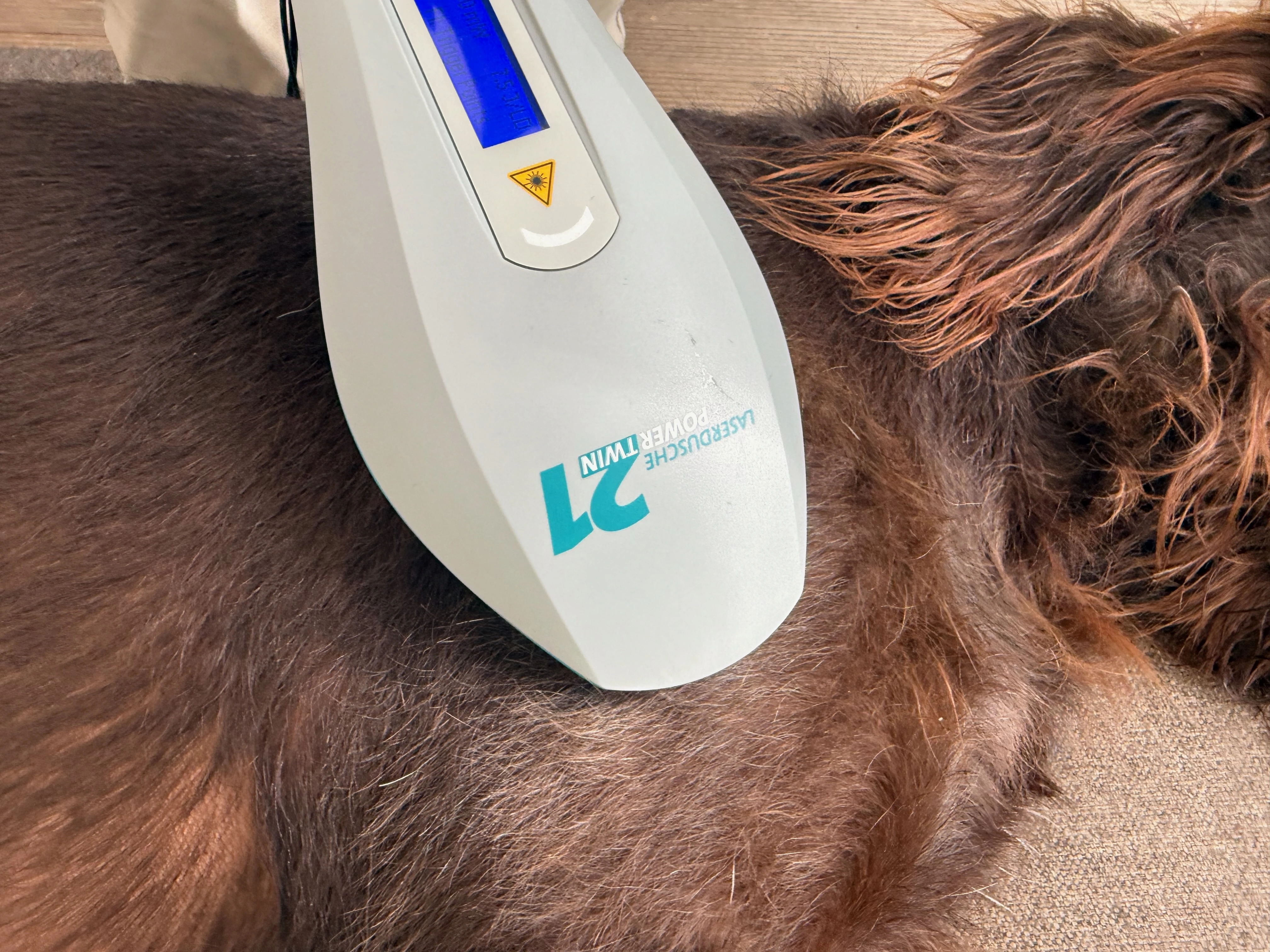 Lasertherapie beim Hund - moderne Behandlungsmethode