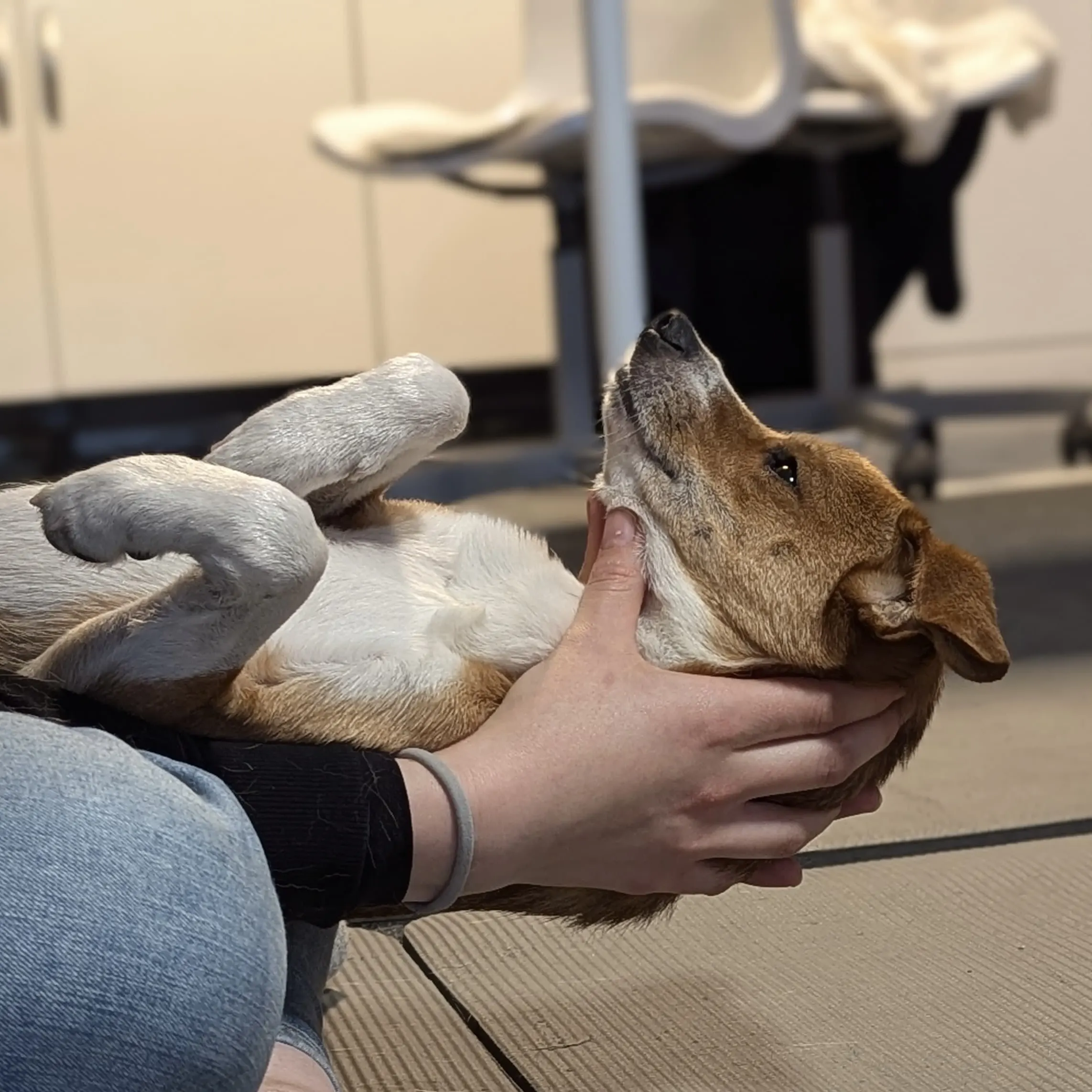 Dozentin bei der praktischen Hundeosteopathie-Ausbildung mit einem Hund