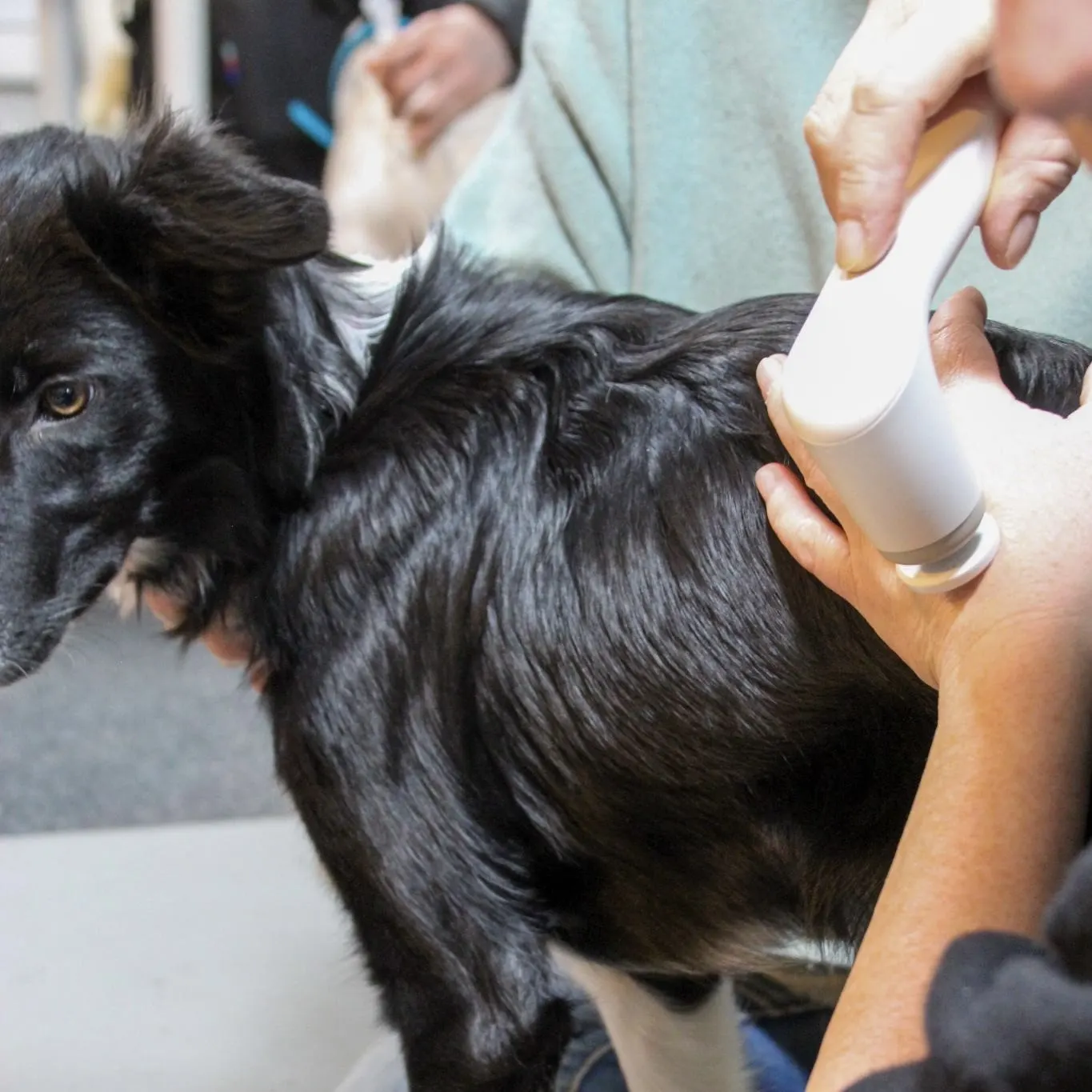 Therapeutin behandelt einen Hund mit einem Novafone