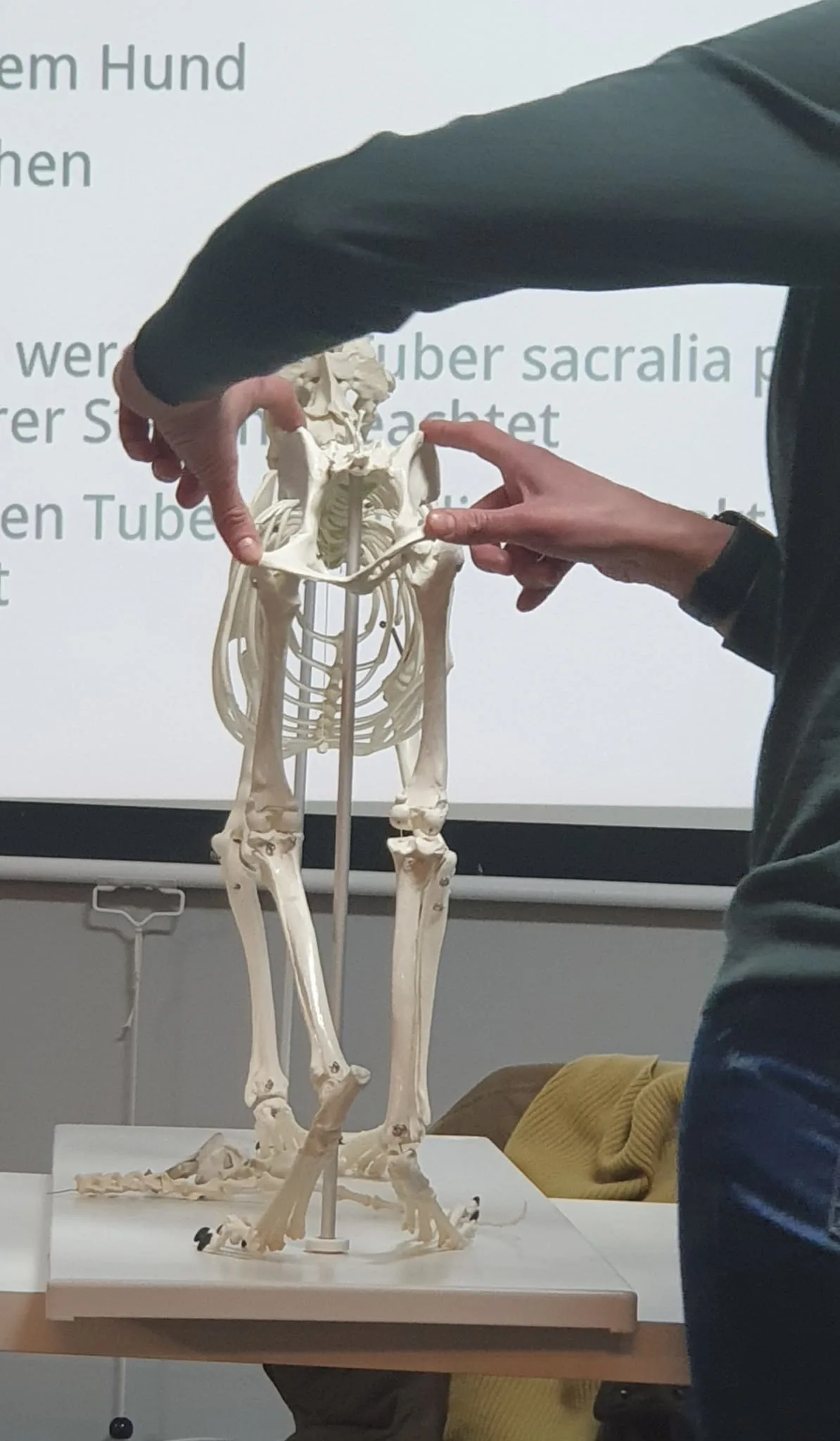 Dozentin bei der praktischen Hundetherapie-Ausbildung am Skelett