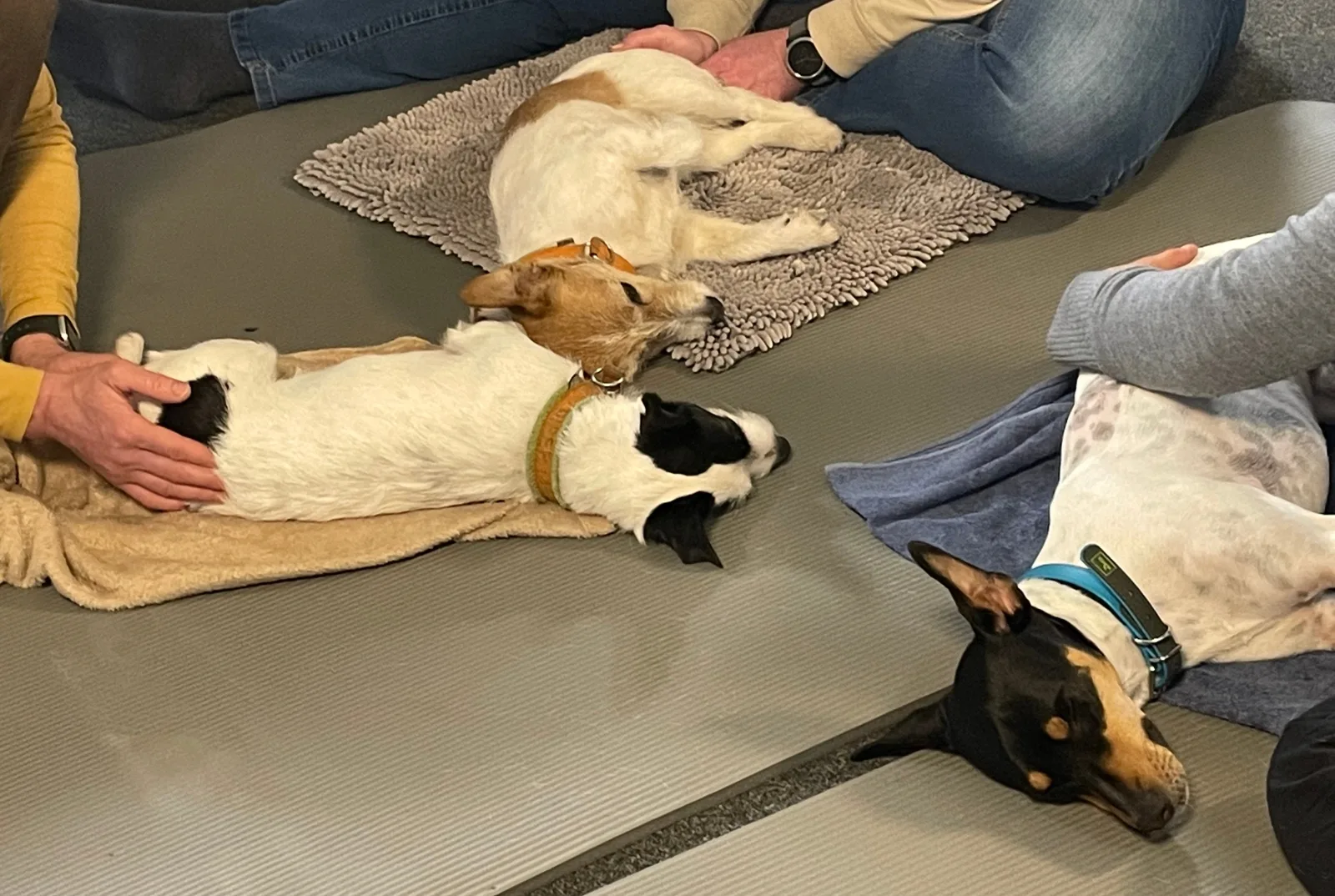 Osteopathische Behandlungstechniken beim Hund im Praxisseminar