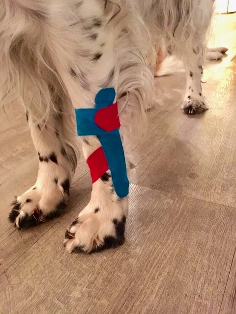 Kinesiotaping Anwendung beim Hund